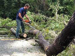 How Our Tree Care Process Works  in  Greenfield, OH